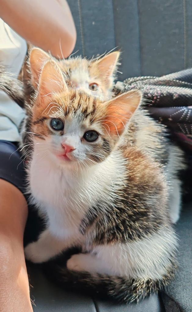 Kittens 