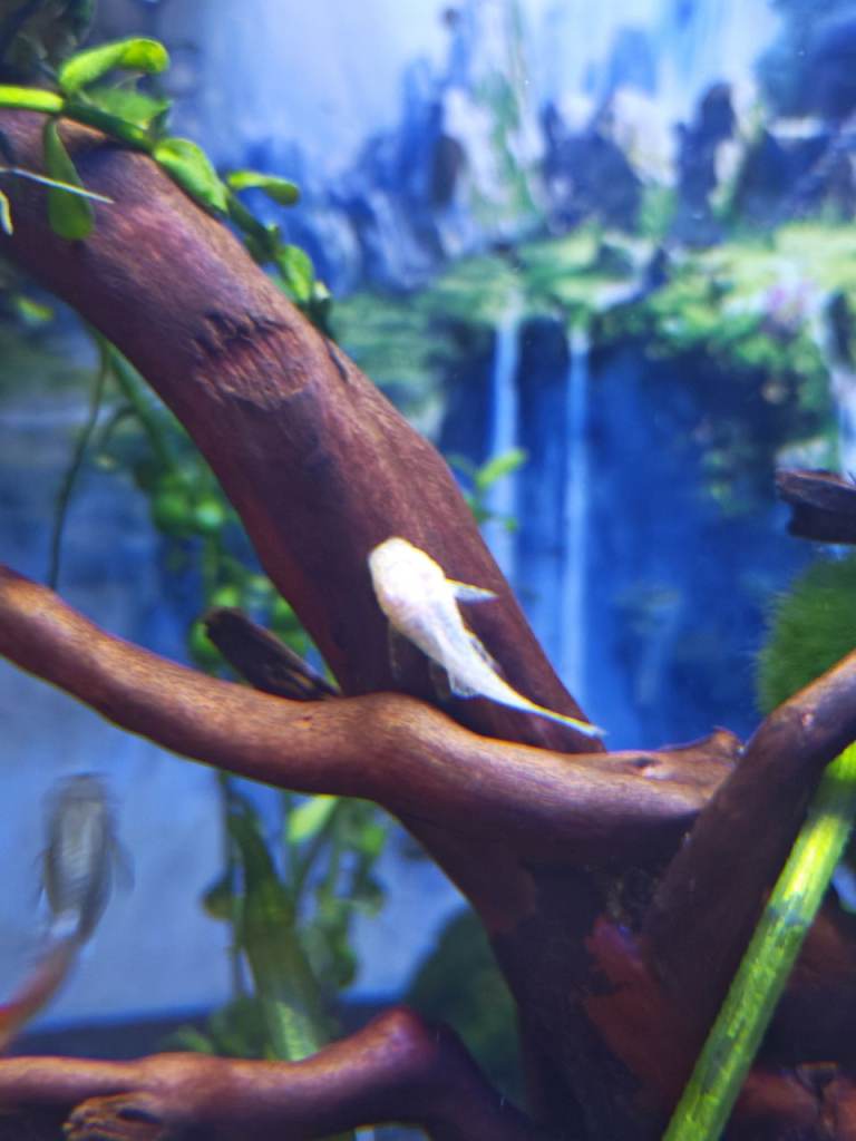 Common &Albino Plecos for sale 