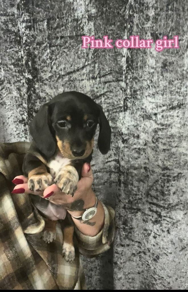 Reduce as last Dachshund puppy needs a new sofa 🩷