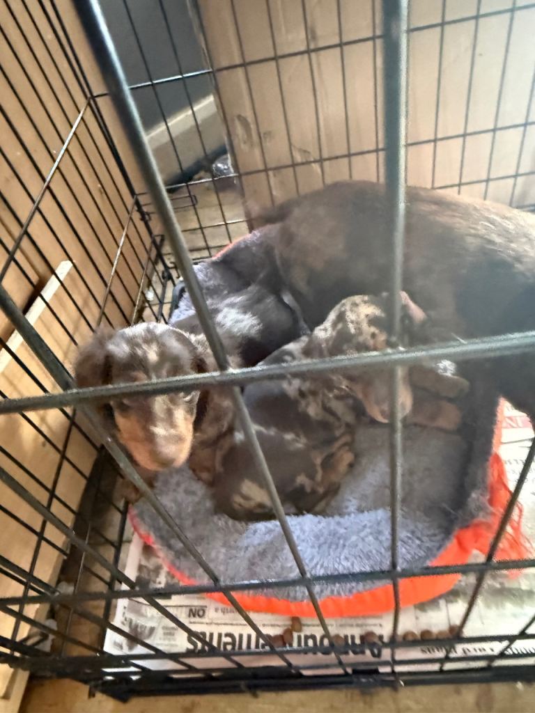 Gorgeous Female Dapple Dachshund Puppy - Ready September 2026