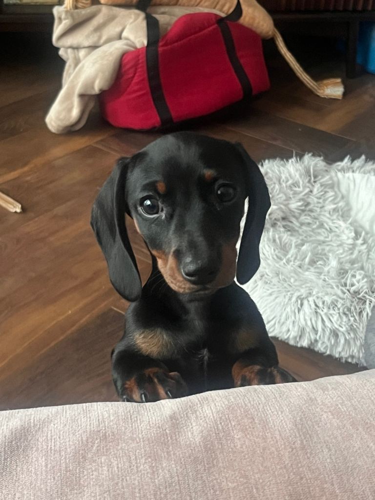 Miniature Dachshund puppy female