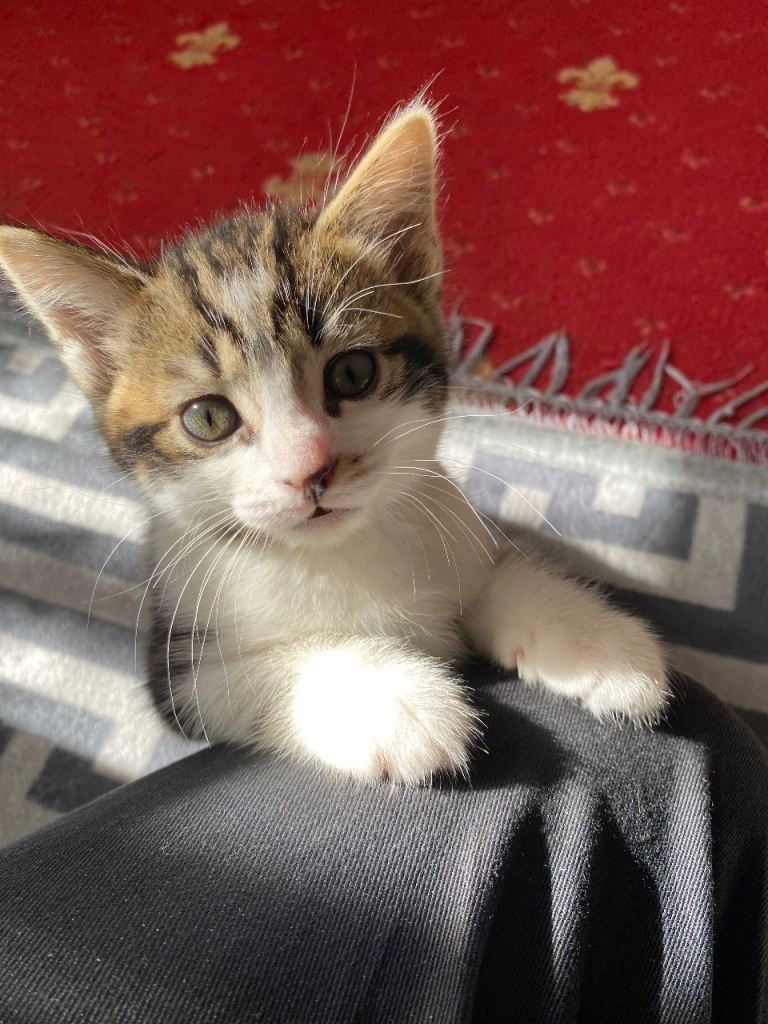 Kitten seeks loving home 