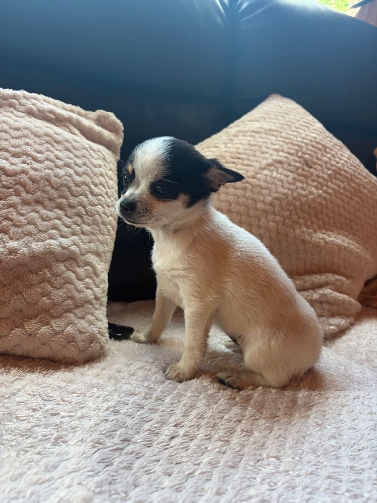 Pomchi girl