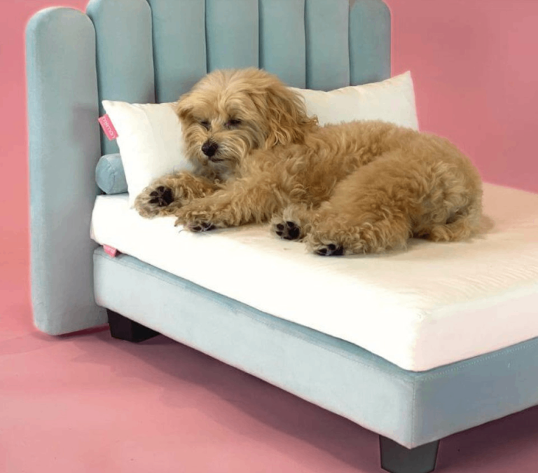 Dog bed with mattress, pillows and bedding 