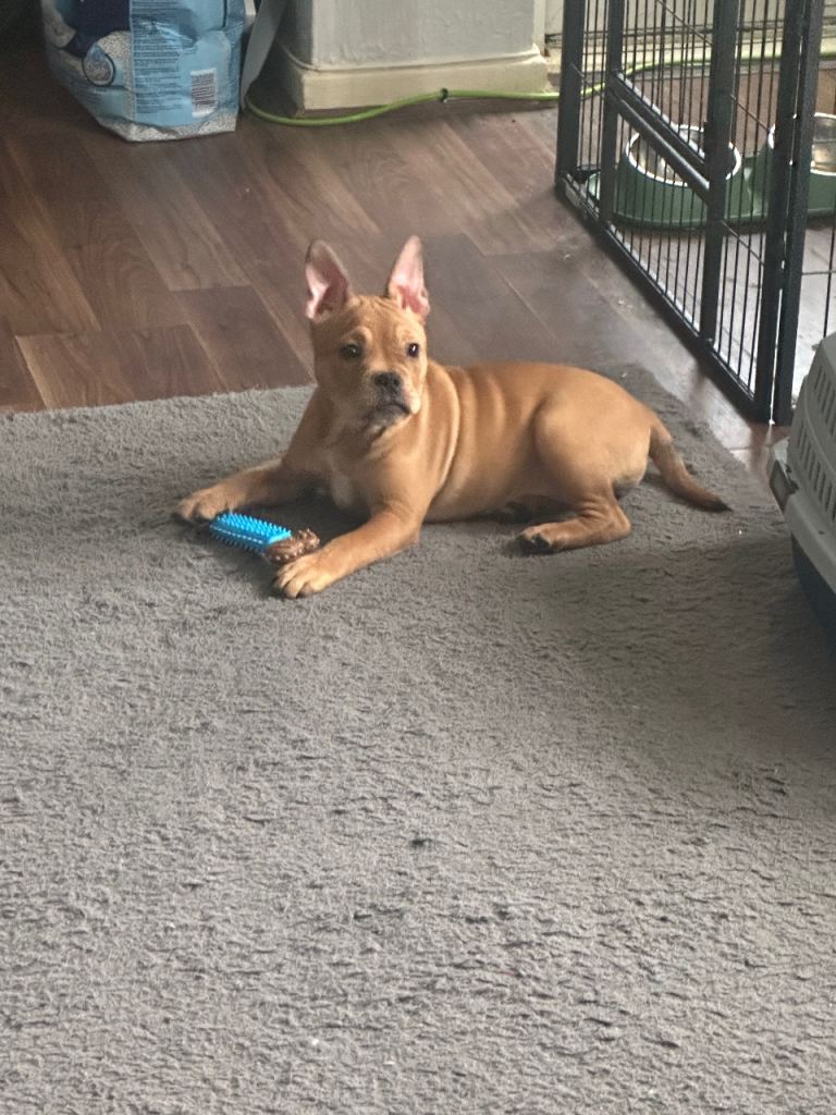 French Bulldog Cross American Bully