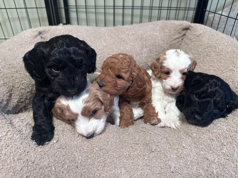 Beautiful F2 Cockapoo Puppies For Sale