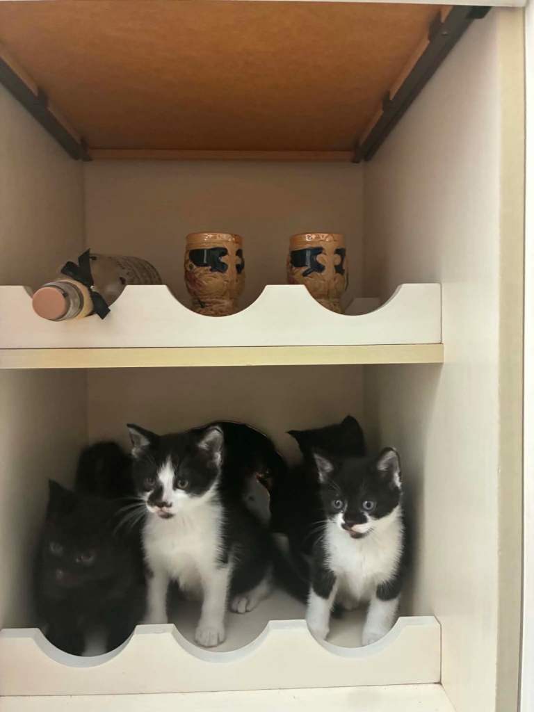 8 week old Playful kittens looking for a home