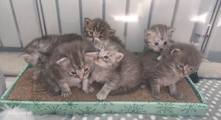 Blue/grey maine coon x bengal x russian blue mixed litter