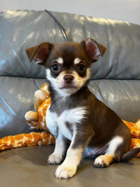 Chihuahua puppies 9 weeks old