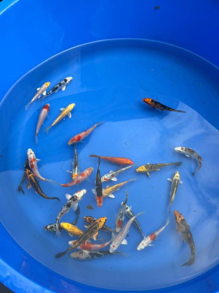 koi carp for sale from £6