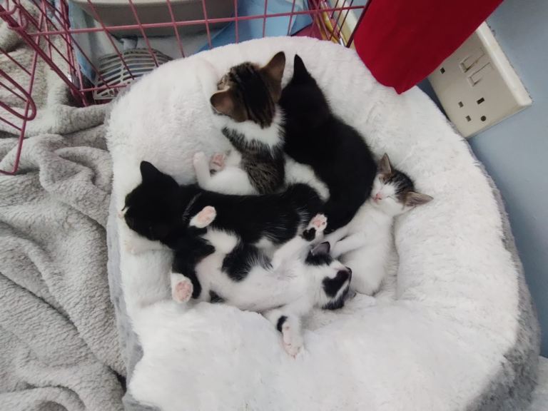adorable kittens for sale!!