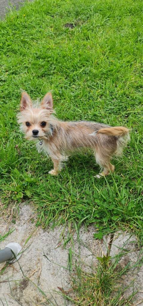 Male chihuahua cross yorkie