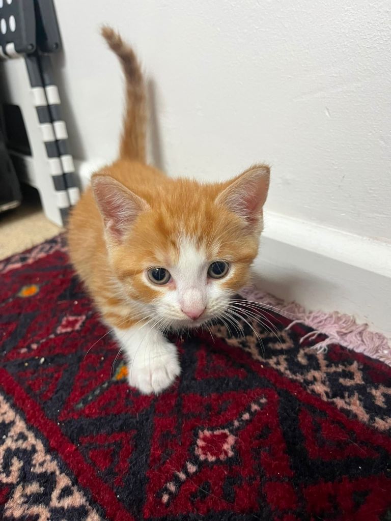 Cute Kittens for Sale