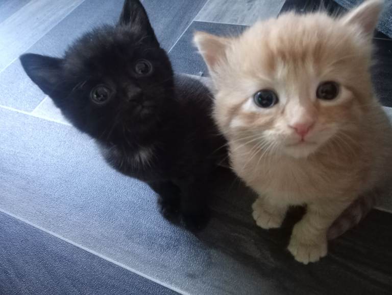 Fluffy kittens 