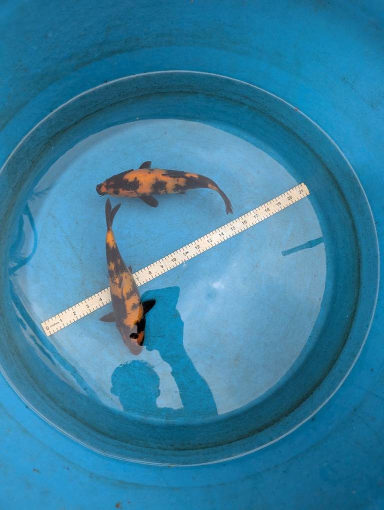 Koi, sturgeon, tench and goldfish for sale many sizes 