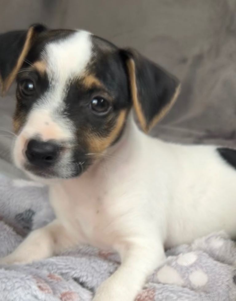 Jack Russell puppy
