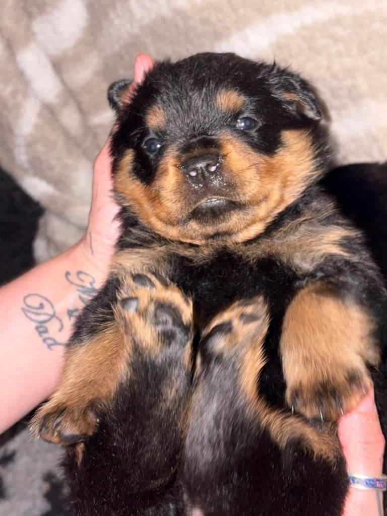 Beautiful Rottweiler puppies 