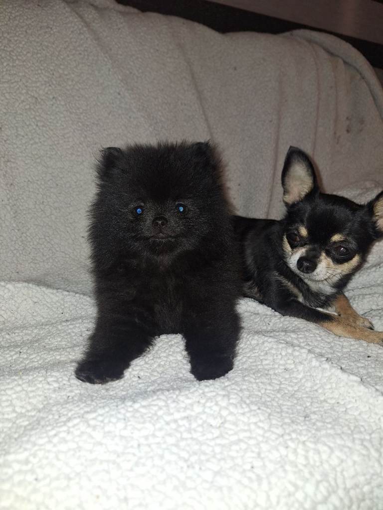 Tiny Pomeranian Pups Champion Bloodlines 