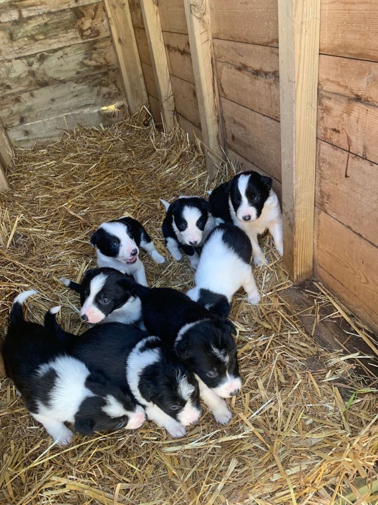 Beautiful Border Collie puppies 