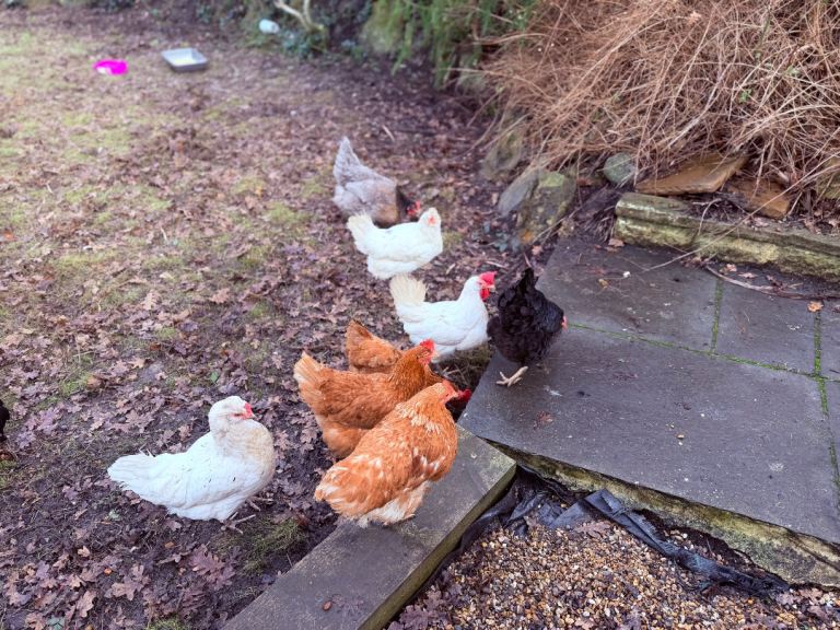 Chicken 