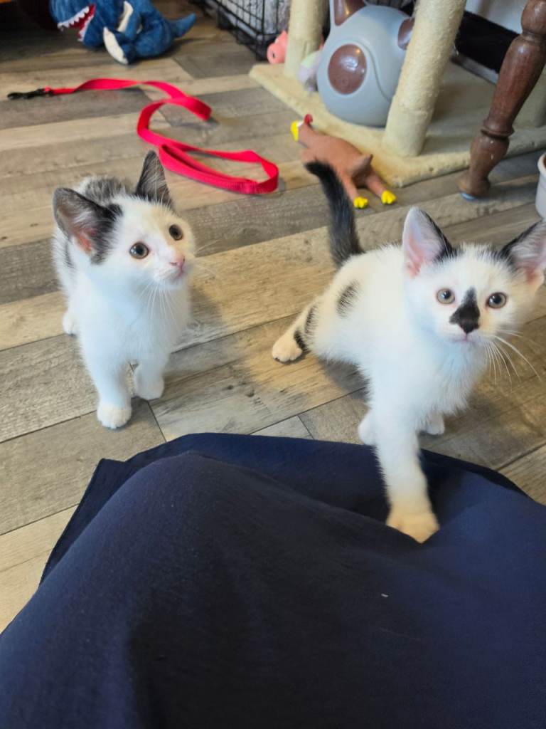 Kittens