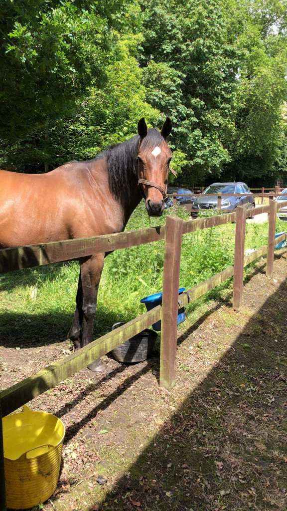 DIY Horse and Pony Livery with stable and field shelter. Post and Rail. Discount for two and ponies