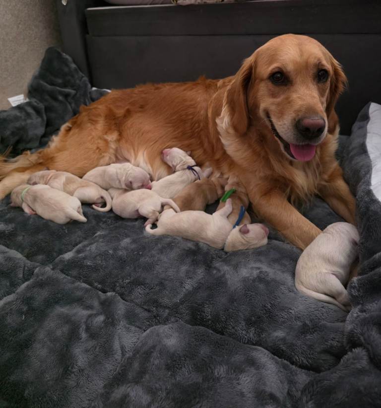 Lovely Golden Retriever puppy 