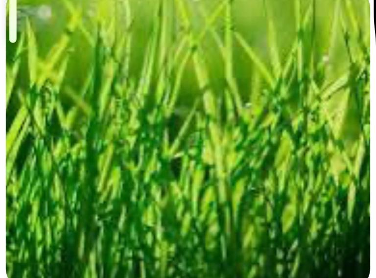 Garden mowers for sale 
