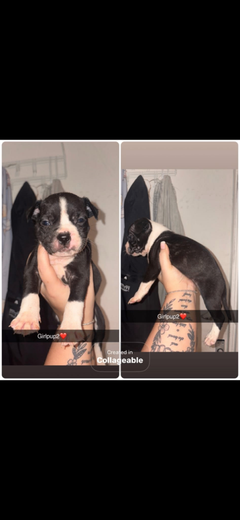 Pups for sale 