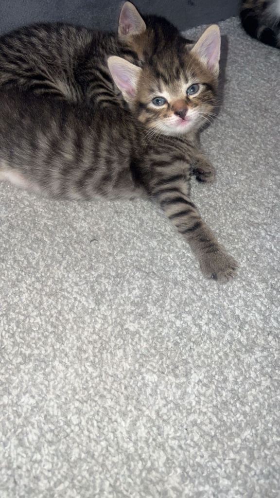 Kittens 