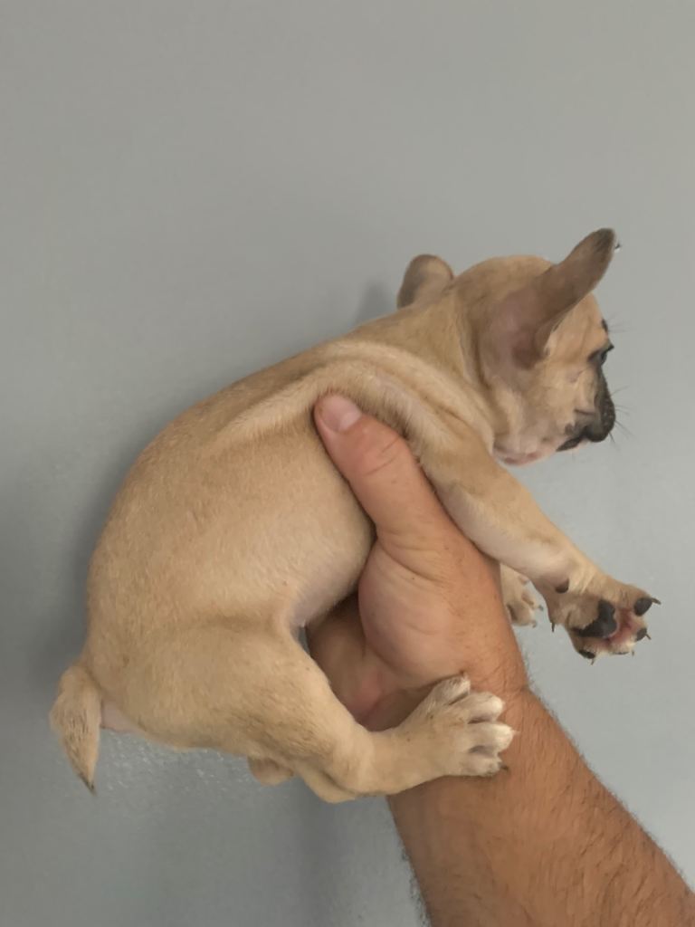 French bull dog for sale