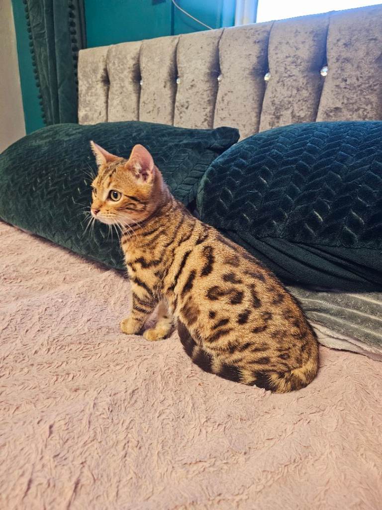 Bengal Male Kitten