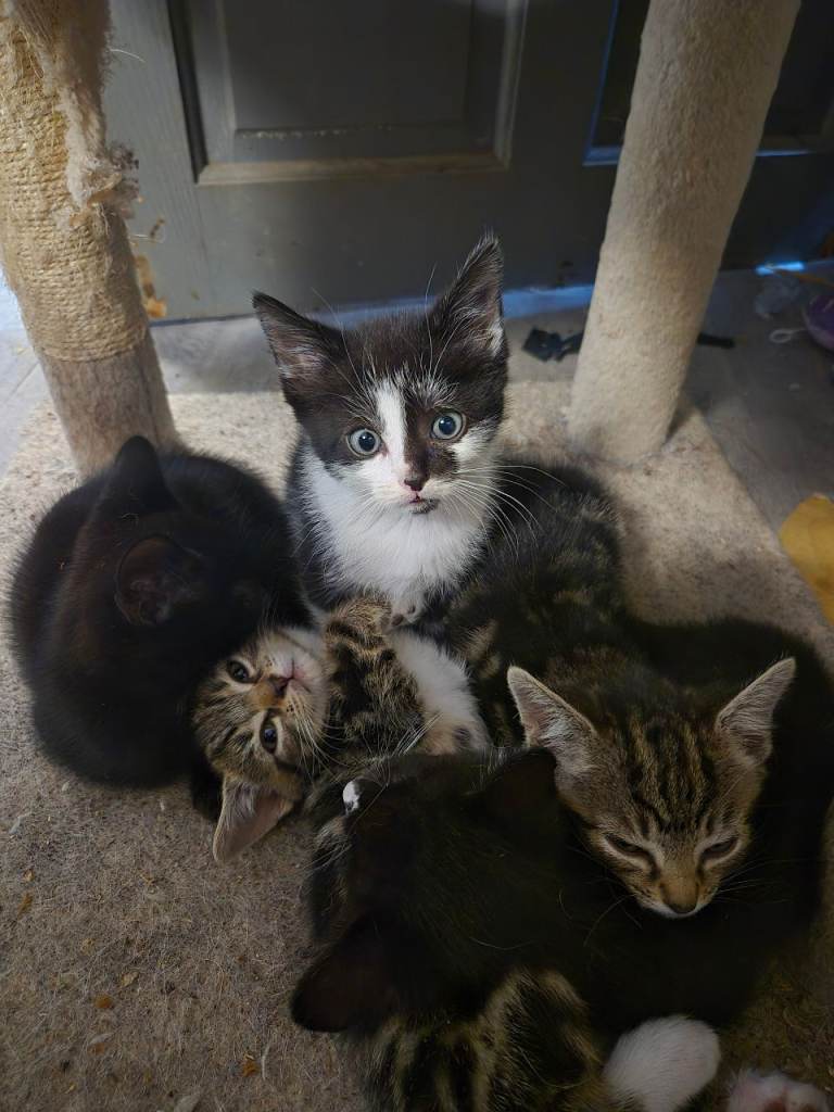 6 kittens ready now