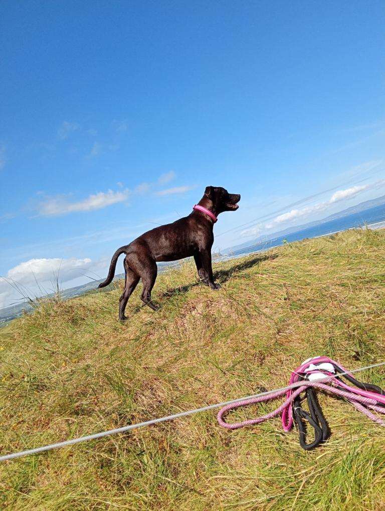 9 month old female Staffordshire bull terrier 