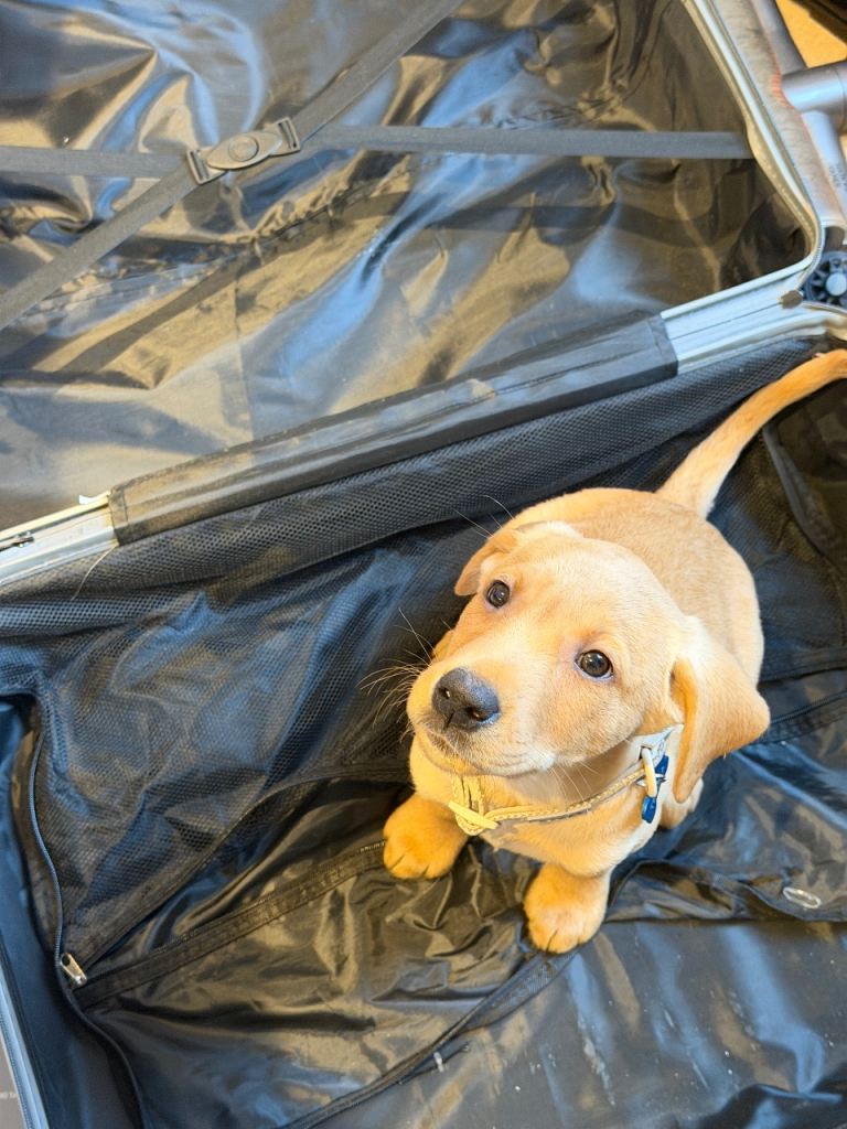 Labrador puppies 10 weeks.