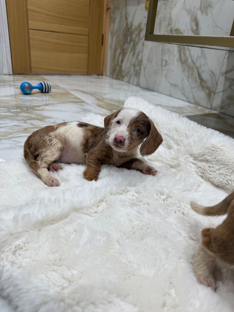 Miniature dachshund puppies 