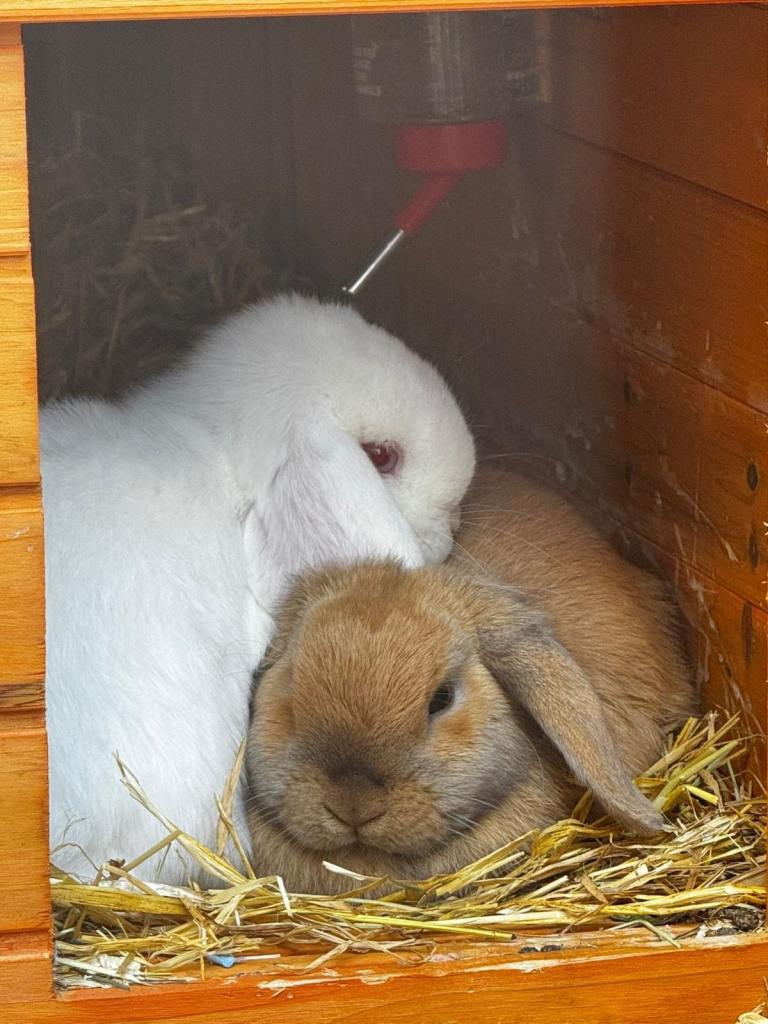 🐰READY NOW🐰 Mini lop breeding pair
