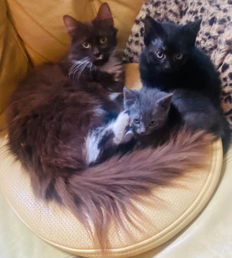Beautiful kittens ready for forever home!
