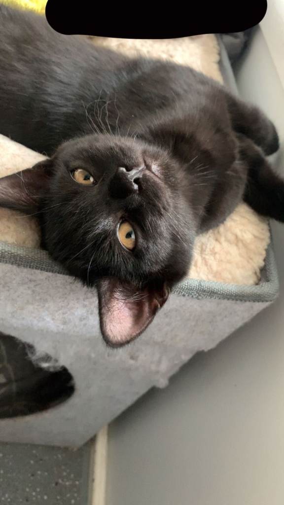 Black kitten