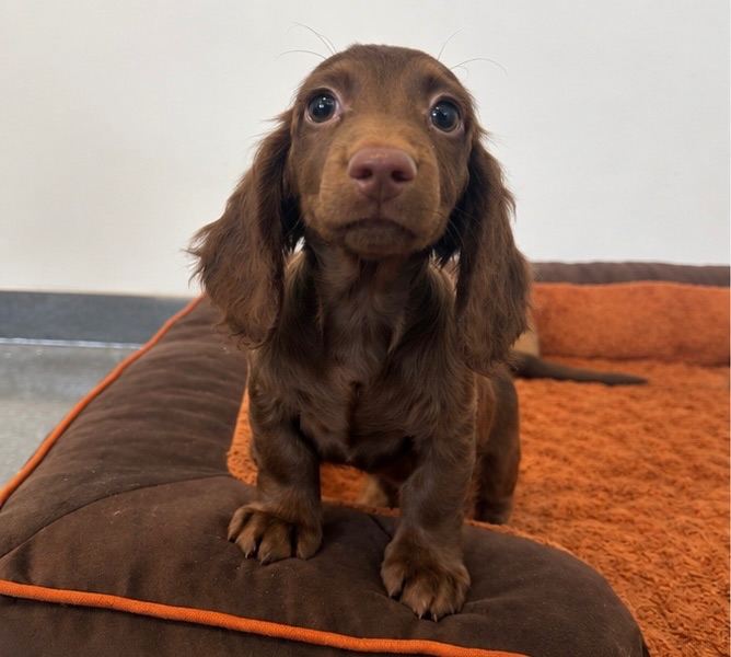 Longhaired miniature dachshunds 