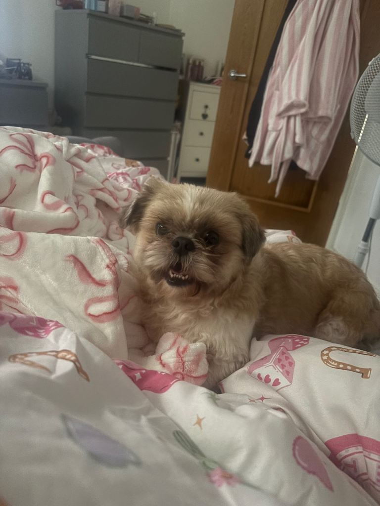 Shih tzu