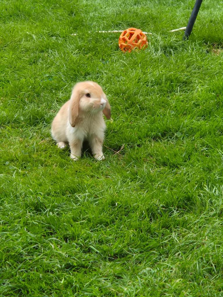 Last male rabbits for sale 
