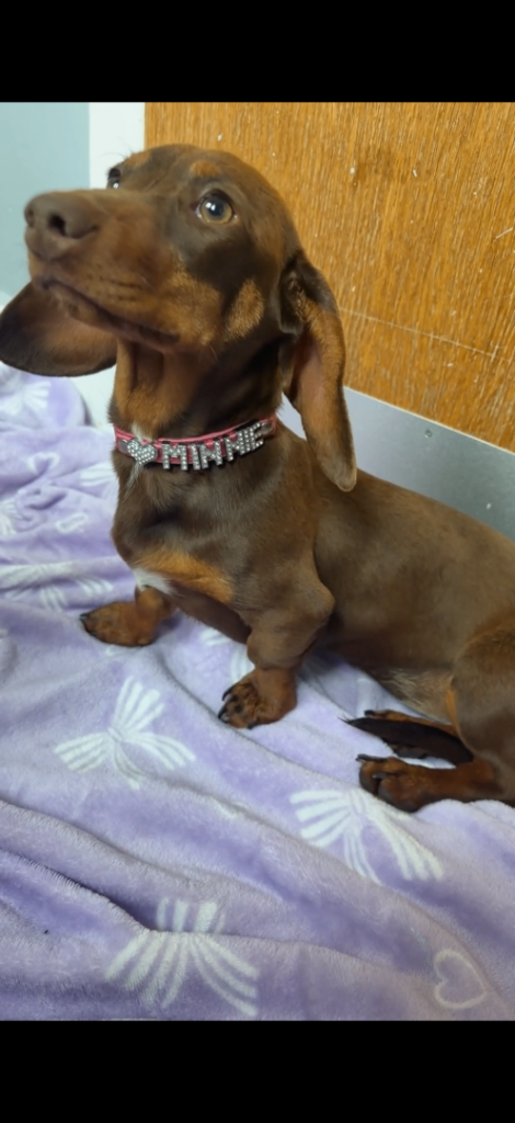 Mini dachshund girl  