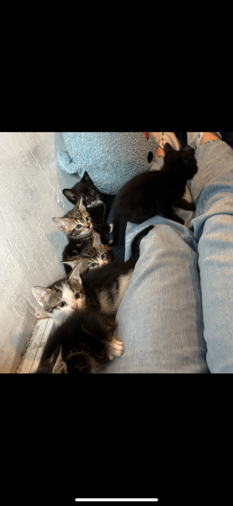 6 kittens looking for their forever homes 