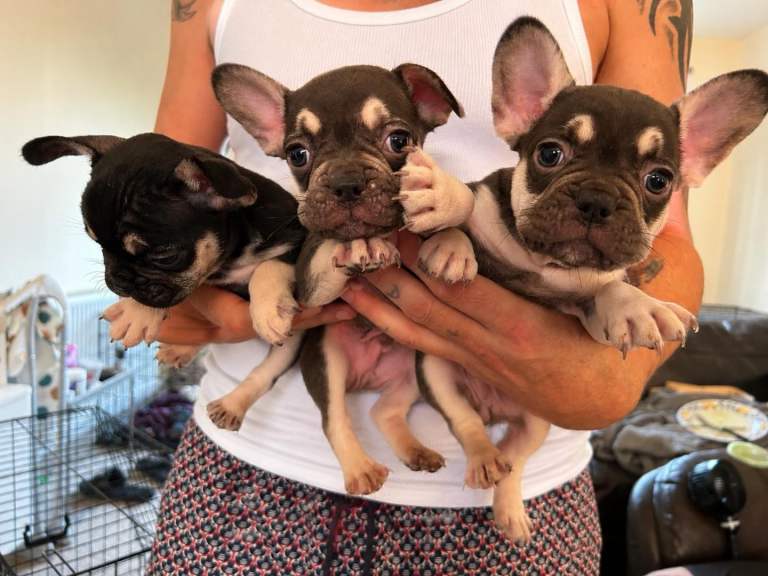 French bulldog puppies 5 beautiful French bulldogs 