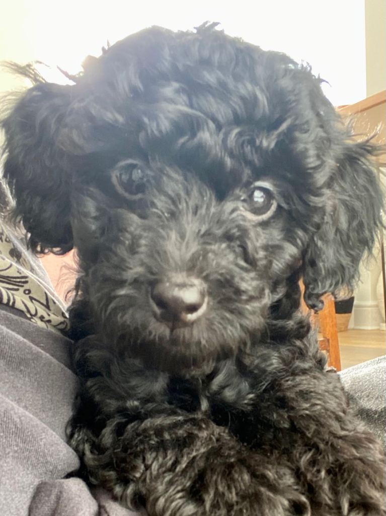Cockapoo puppies. 