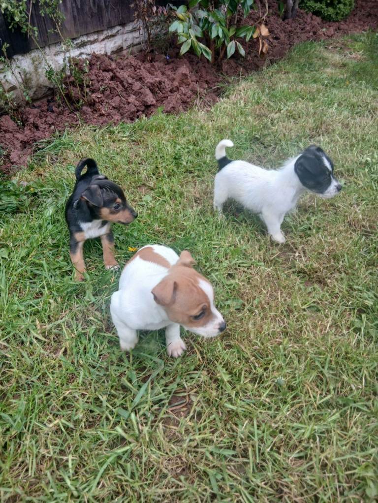 Jack Russell puppies 