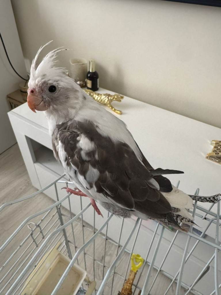 Cockatiel 5 months untamed