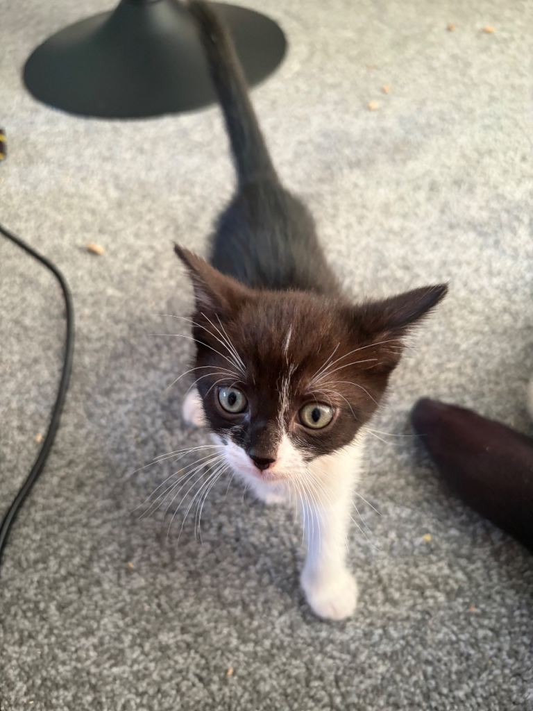 Kittens for Sale