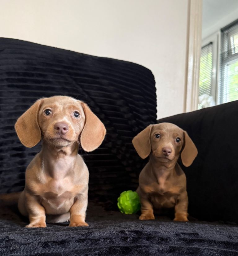 Last girl available miniature dachshund 